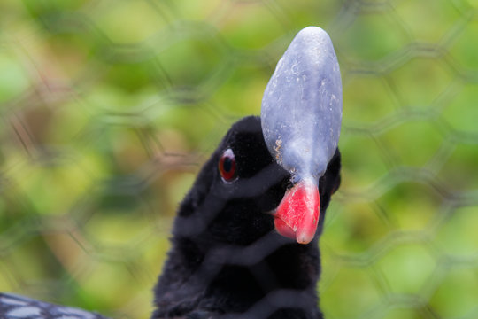 The helmeted curassow or northern helmeted curassow, (Pauxi pauxi) terrestrial endangered bird - mostly black white tip to its tail, red bill and a distinctive grey casque on its forehead