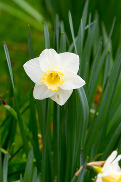 Close-up of Spring daffodil flowers (narcissus flowers) in green grass field