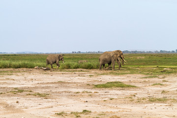 Small group of elephants. Kenya, Africa