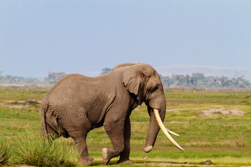Big african elephant in dry savanna. Kenya, Africa