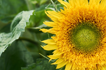 Naklejka premium Sunny sunflower grows on the home bed. Natural background