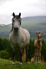 Foal and mother.