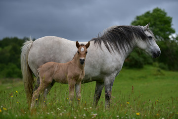 Obraz na płótnie Canvas Foal and mother.