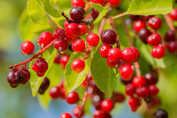red berry bush