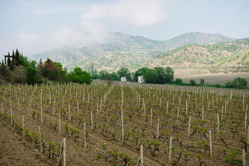Fototapeta na wymiar Vineyards in the Crimea