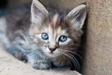 Little Kitten outdoor - Portrait of cute Cat