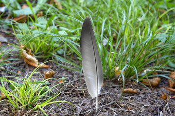 feather sticks out of the ground against a background of green grass,  Close up