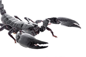 close up Black scorpions isolated on a white background