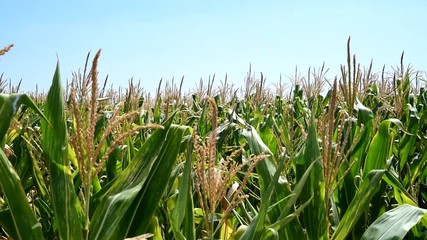 Fields of corn ready for picking