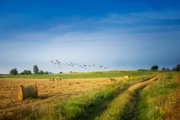 Photo sur Aluminium Campagne Flock of cranes over field of stubble. August countryside landscape. Masuria, Poland.