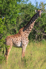 Very large maasai giraffe. Tanzania, Africa