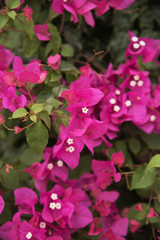 Nice purple flowers of bougainvillea on the nature green background