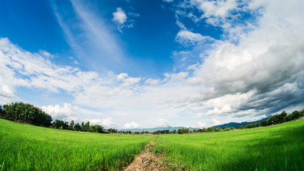 Yong rice field under white clouds and blue sky with lens fish eye.