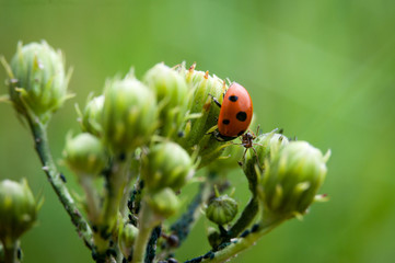 Naklejka premium Ladybug versus red forest ants