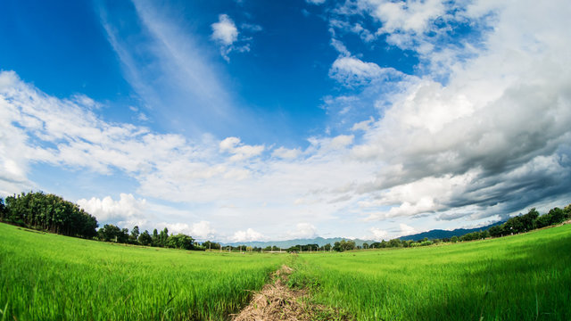 Yong Rice Field Under White Clouds And Blue Sky With Lens Fish Eye.