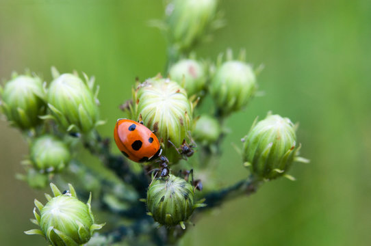 Ladybug versus red forest ants