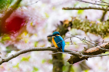 The kingfisher.The background is cherry blossoms. The shooting place is Kamakura city Kanagawa prefecture Japan.