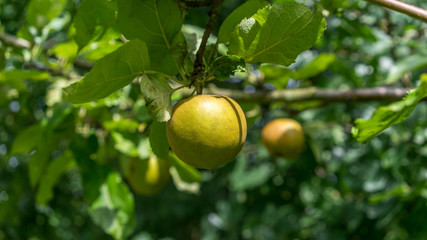 Apple hanging on a tree