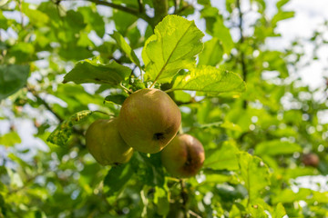 Apples hanging on a tree