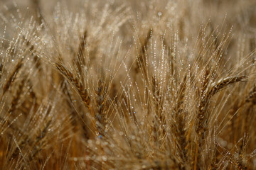 Fototapeta premium ears of wheat with dew drops