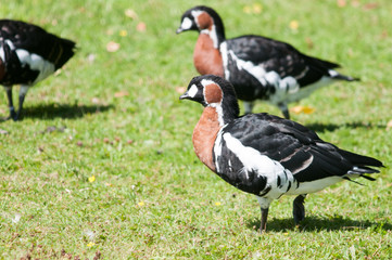 White faced whistling ducks