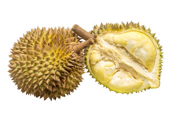 Custardy pale yellow flesh inside spiky husk of durian the popular fruit with strong odour native in Southeast Asia isolated on white background, clipping path included.
