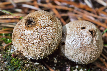 Edible mushroom Puffball spiny (Latin. Lycoperdon perlatum)
