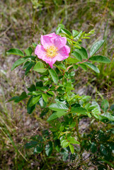 A nice rosa rubiginosa, also known as briar rose, dog-rose, sweet briar, sweetbriar rose, sweet brier, rose hip or eglantine, under the warm spring sun, in Kiev, Ukraine