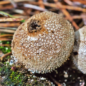 Edible mushroom Puffball spiny (Latin. Lycoperdon perlatum)