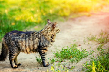 A Siberian cat is standing on a dirt road in the countryside