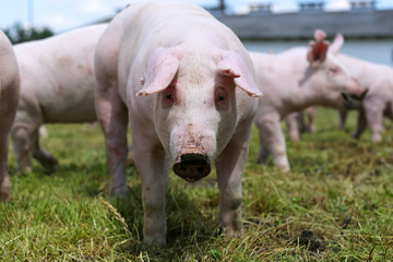 Little pig face closeup at animal farm rural scene summertime