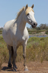 Obraz na płótnie Canvas Cavallo bianco in Camargue