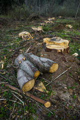 Firewood logs prepared for cold winter