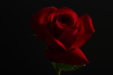 Red rose on black background.