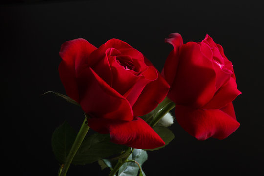 Two red roses on black background. Valentines card image. 