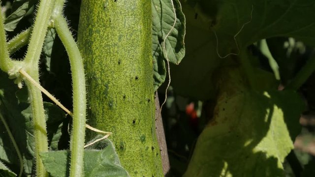 Fresh gourd family vegetable Cucurbitacea footage - Creeping plant of green cucumber video 