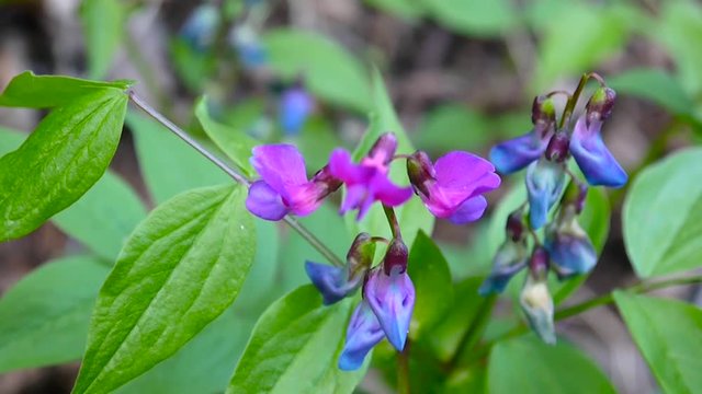 Lathyrus vernus purple flower in the shade in spring forest. Shooting static camera. Light wind.