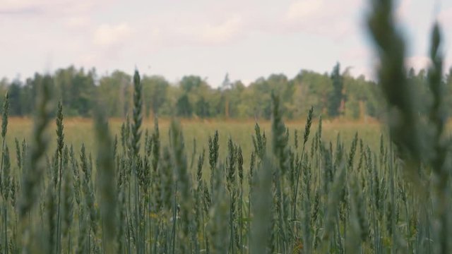 Green wheat field walk through summer meadow grain field cropland natural Latvian rural landscape agricultural background tracking shot