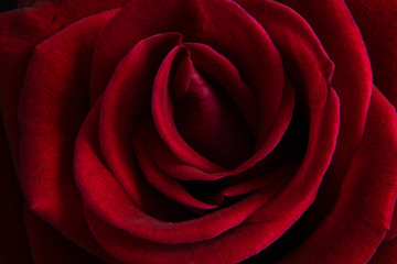 Red rose close up.