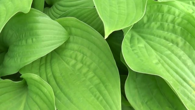 Fresh green leaves of hosta plant in the garden. HD video footage shooting with steadicam. Slow motion panorama of vibrant leafs close up.