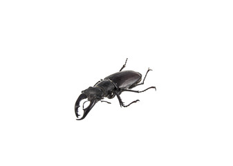 Deer beetle on white background
