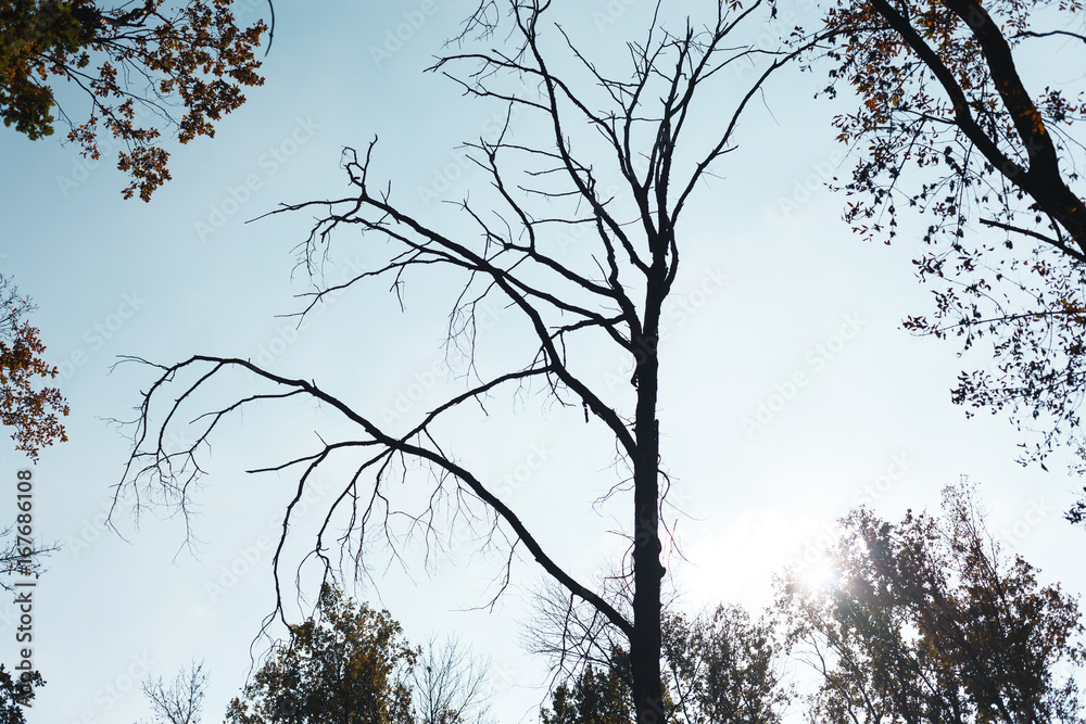 Poster autumn forest trees background
