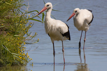 Due cicogne