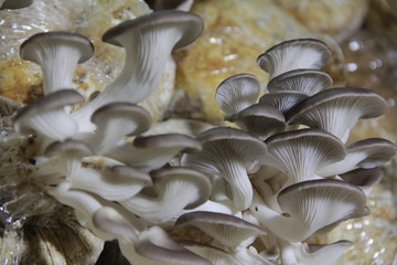 Mushrooms in the nursery Mushroom is a naturally occurring type of mushroom. Used to cook food to the body.