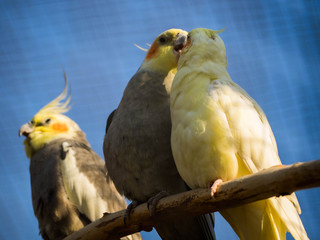 Parrot family