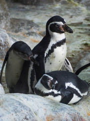 Penguin family