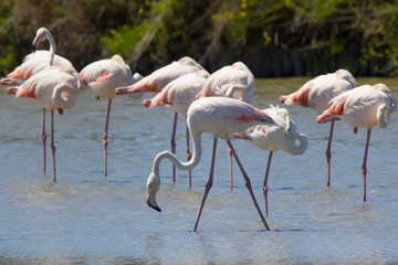 Fenicotteri nel parco naturale della Camargue
