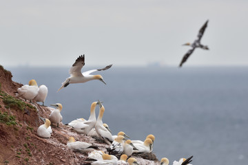 Flying northern gannet (Morus bassanus) seabird in the cliff of Helgoland island