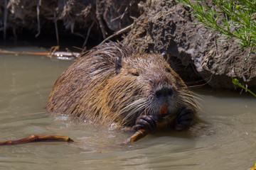 Nutria