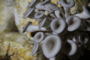 Mushroom cultivation in the nursery Mushrooms are naturally occurring plants that are beneficial to the body and can be eaten.